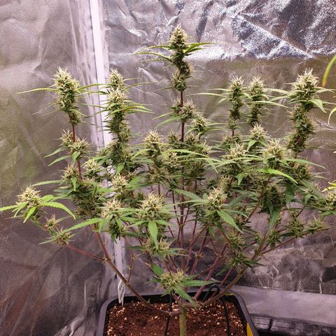 Sweet Zenzation XL Auto growlog timeline photo
