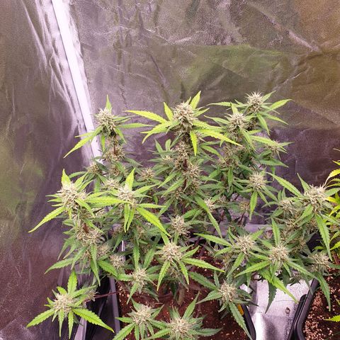 Sweet Zenzation XL Auto growlog timeline photo