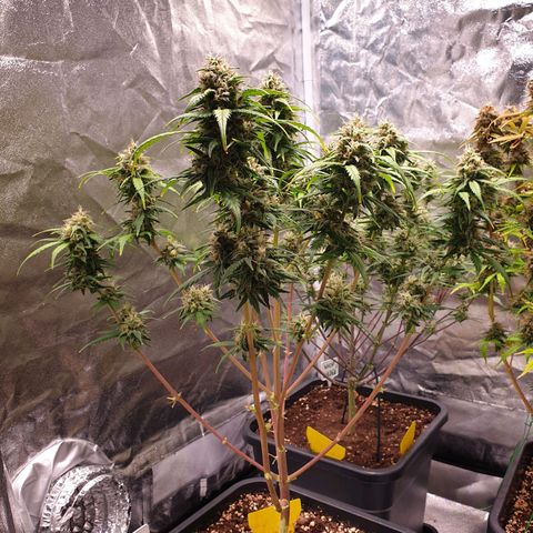 Green Gelato Automatic growlog timeline photo