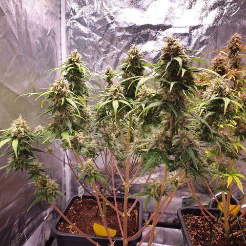 Green Gelato Automatic growlog timeline photo