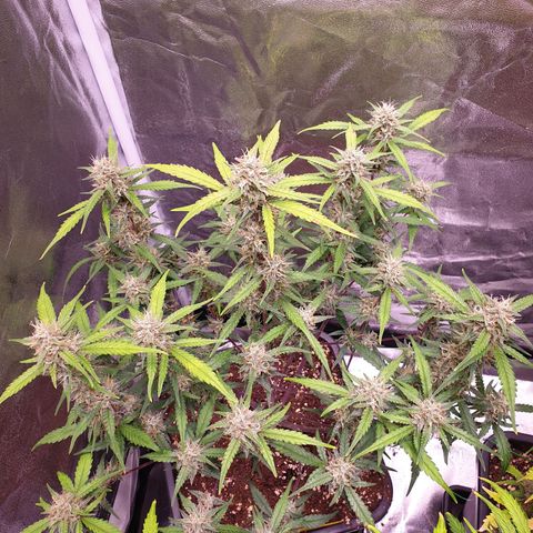 Sweet Zenzation XL Auto growlog timeline photo
