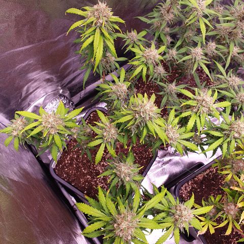 Green Gelato Automatic growlog timeline photo