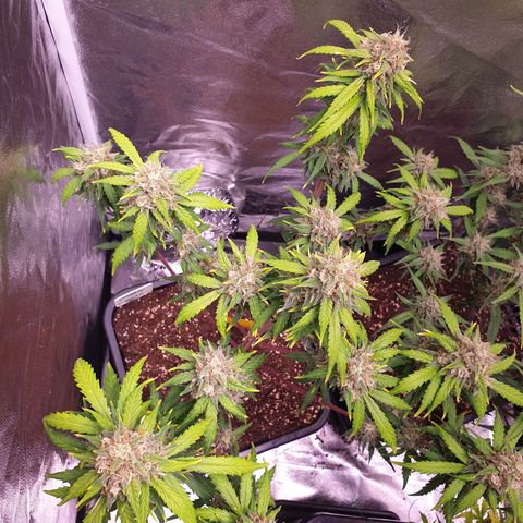 Green Gelato Automatic growlog timeline photo