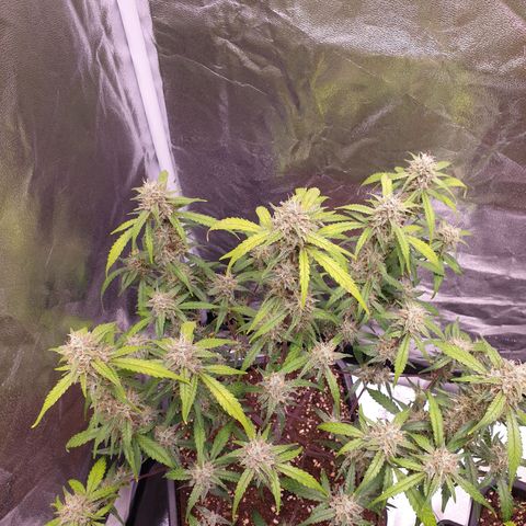 Sweet Zenzation XL Auto growlog timeline photo
