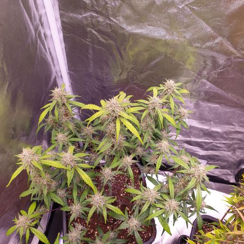 Sweet Zenzation XL Auto growlog timeline photo