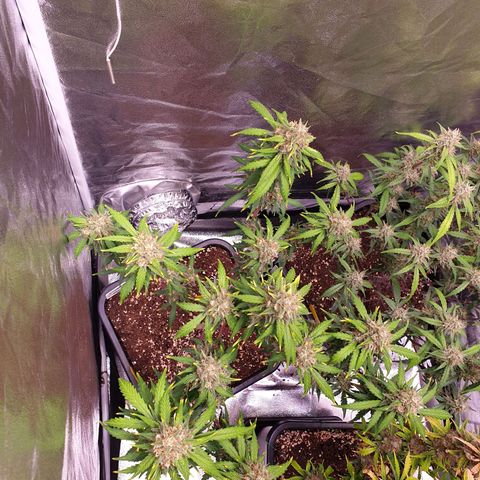 Green Gelato Automatic growlog timeline photo
