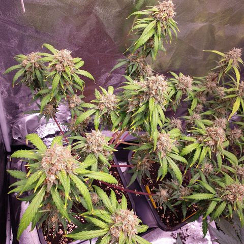 Green Gelato Automatic growlog timeline photo