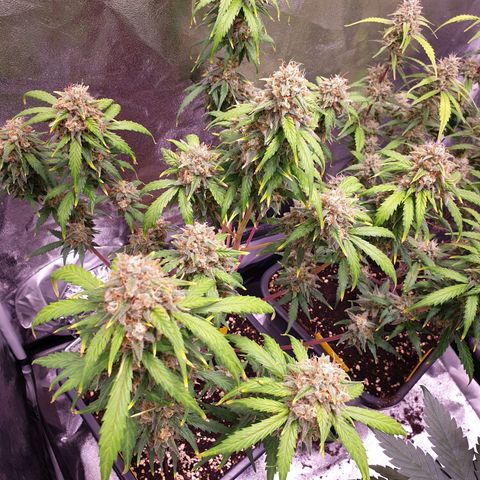 Green Gelato Automatic growlog timeline photo