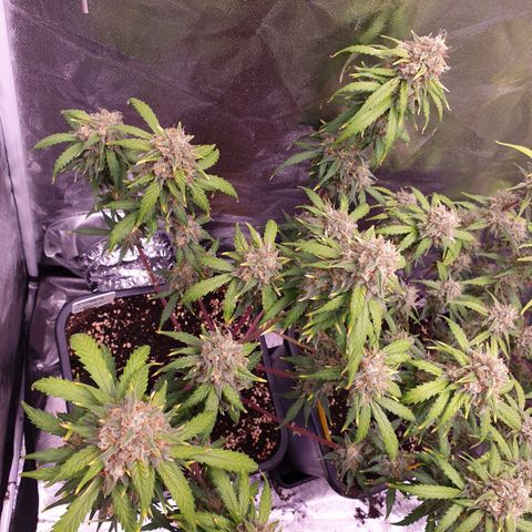 Green Gelato Automatic growlog timeline photo