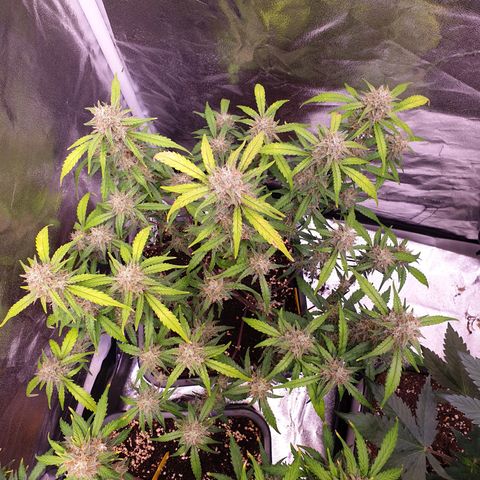 Sweet Zenzation XL Auto growlog timeline photo