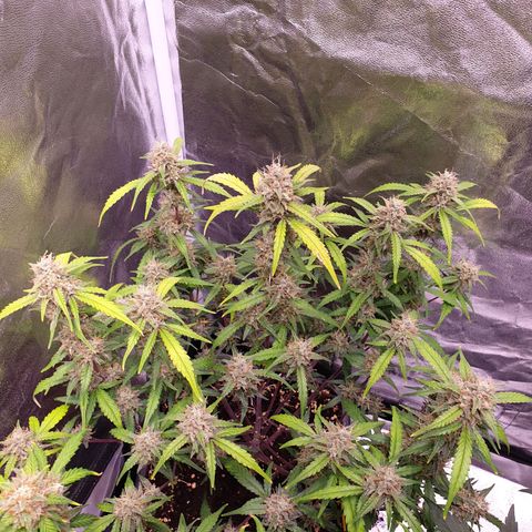 Sweet Zenzation XL Auto growlog timeline photo