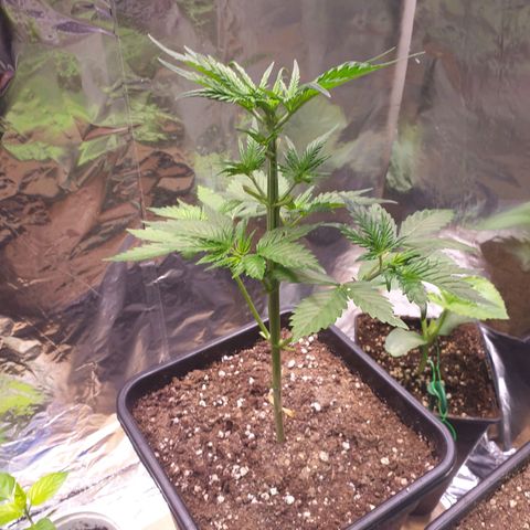 Strawberry Cola Sherbet Fast Version growlog photo: Einen Tag später wächst sie nach wie vor sehr deutlich. ;)