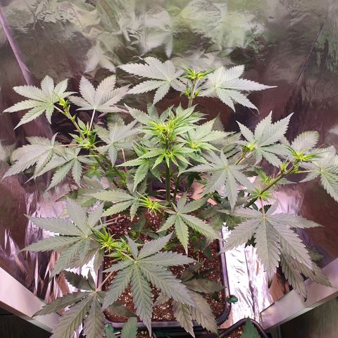 Strawberry Cola Sherbet Fast Version growlog timeline photo