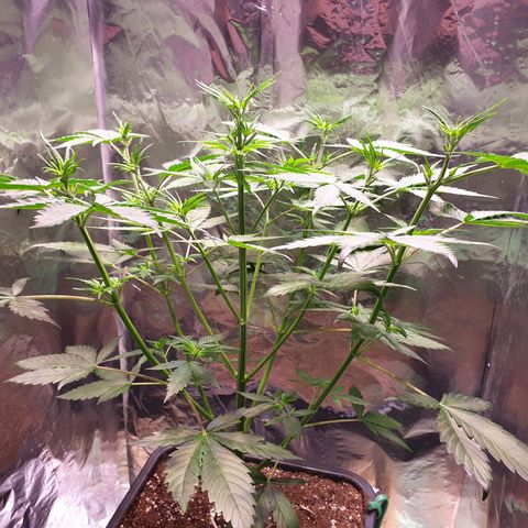 Strawberry Cola Sherbet Fast Version growlog timeline photo