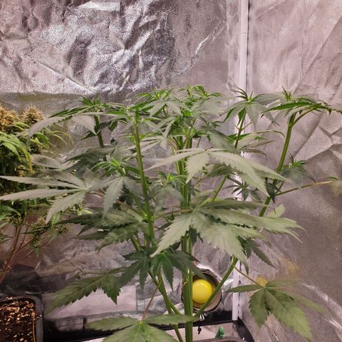 Strawberry Cola Sherbet Fast Version growlog timeline photo