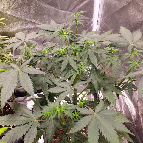 Strawberry Cola Sherbet Fast Version growlog timeline photo