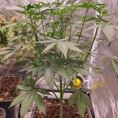 Strawberry Cola Sherbet Fast Version growlog timeline photo