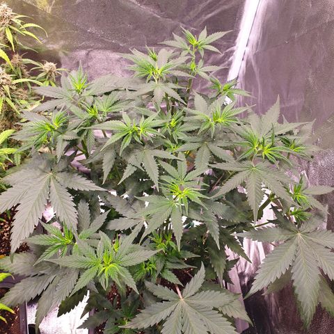 Strawberry Cola Sherbet Fast Version growlog timeline photo