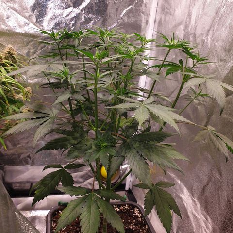 Strawberry Cola Sherbet Fast Version growlog timeline photo