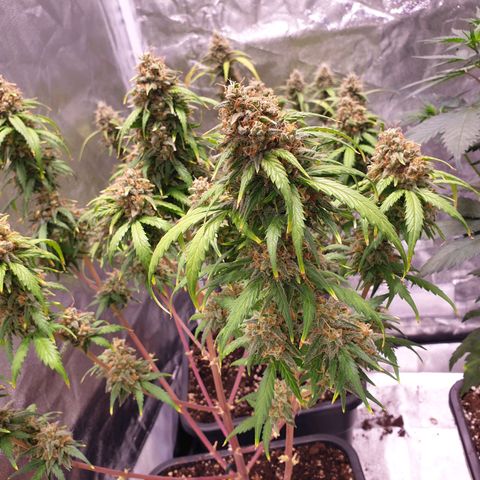 Green Gelato Automatic growlog timeline photo