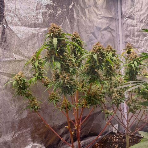 Green Gelato Automatic growlog timeline photo