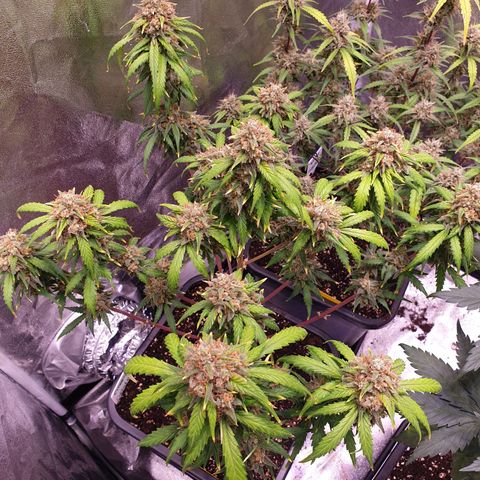 Green Gelato Automatic growlog timeline photo