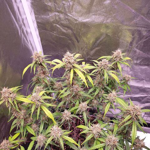 Sweet Zenzation XL Auto growlog timeline photo
