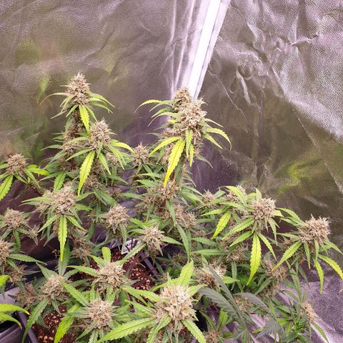 Sweet Zenzation XL Auto growlog timeline photo
