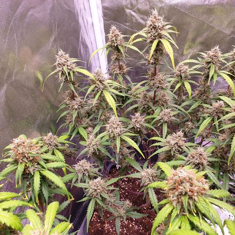 Sweet Zenzation XL Auto growlog timeline photo