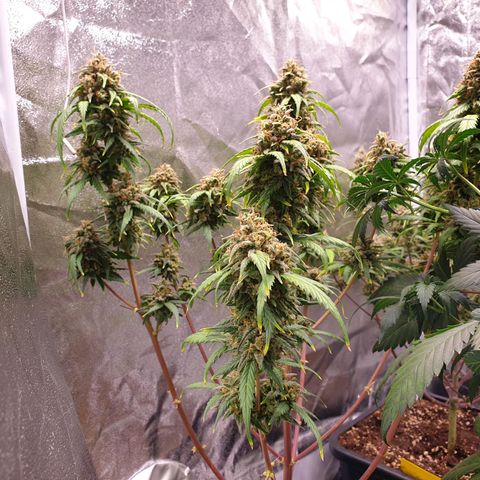 Green Gelato Automatic growlog timeline photo