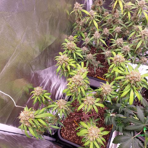 Green Gelato Automatic growlog timeline photo