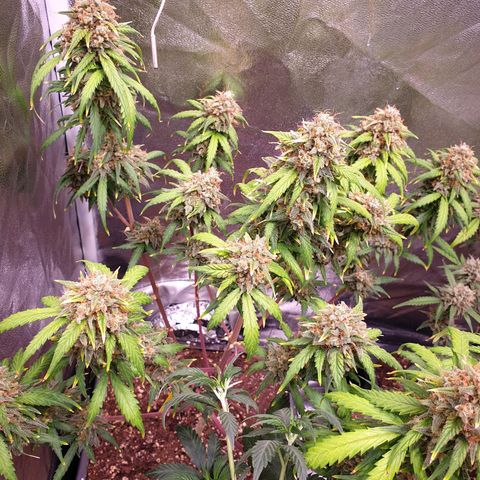 Green Gelato Automatic growlog timeline photo