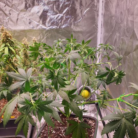 Strawberry Cola Sherbet Fast Version growlog timeline photo