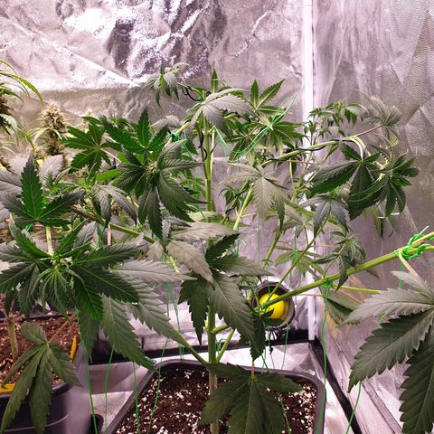 Strawberry Cola Sherbet Fast Version growlog timeline photo
