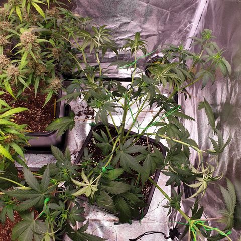 Strawberry Cola Sherbet Fast Version growlog timeline photo