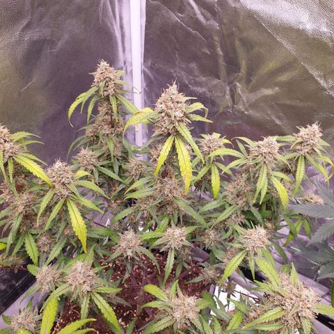Sweet Zenzation XL Auto growlog timeline photo