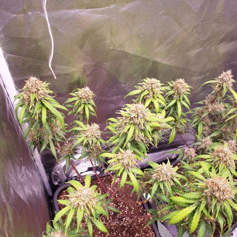 Green Gelato Automatic growlog timeline photo