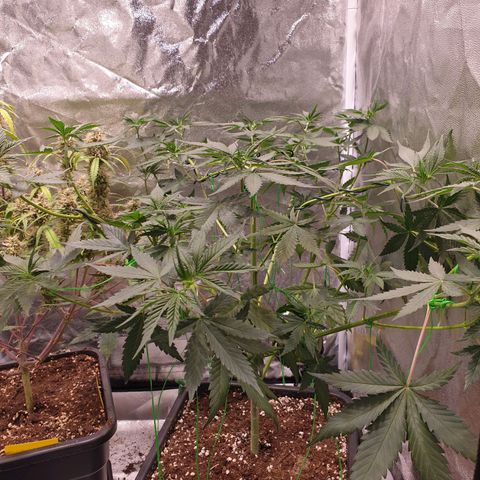Strawberry Cola Sherbet Fast Version growlog timeline photo
