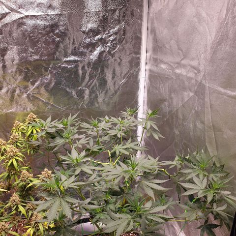 Strawberry Cola Sherbet Fast Version growlog timeline photo