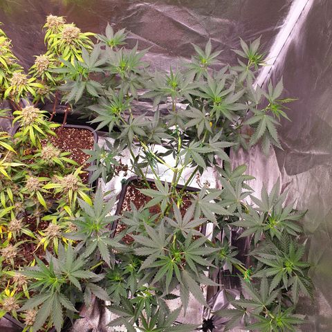 Strawberry Cola Sherbet Fast Version growlog timeline photo