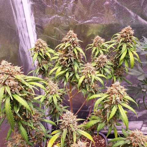 Green Gelato Automatic growlog timeline photo