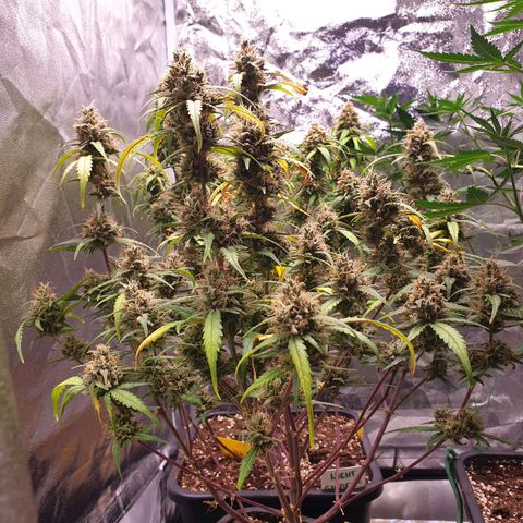 Sweet Zenzation XL Auto growlog timeline photo