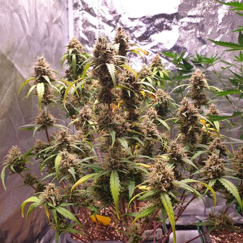 Sweet Zenzation XL Auto growlog timeline photo