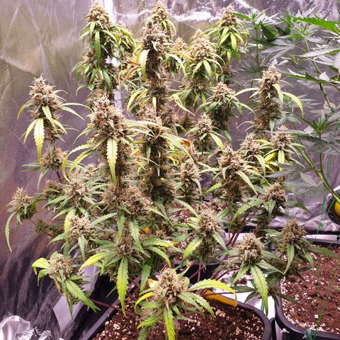 Sweet Zenzation XL Auto growlog timeline photo