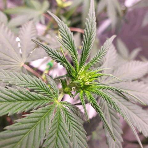 Strawberry Cola Sherbet Fast Version growlog timeline photo