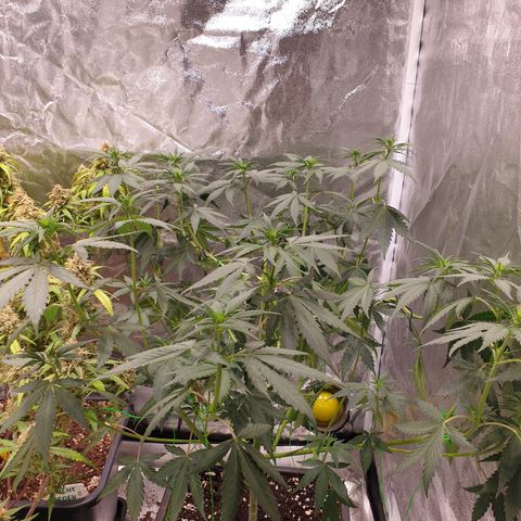 Strawberry Cola Sherbet Fast Version growlog timeline photo