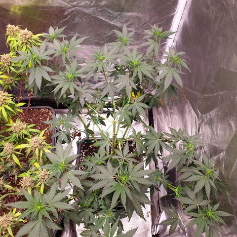 Strawberry Cola Sherbet Fast Version growlog timeline photo
