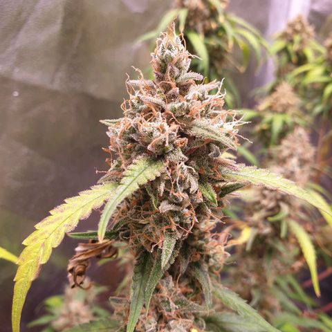 Sweet Zenzation XL Auto growlog photo: Jetzt folgt das Anschwellen  :) 
