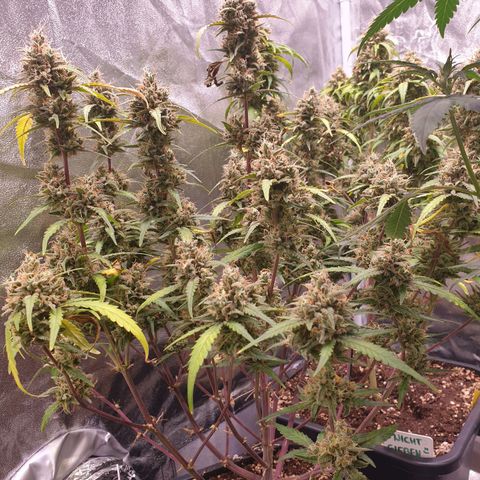 Sweet Zenzation XL Auto growlog photo: Jetzt folgt das Anschwellen  :) 