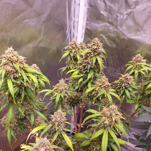 Green Gelato Automatic growlog timeline photo